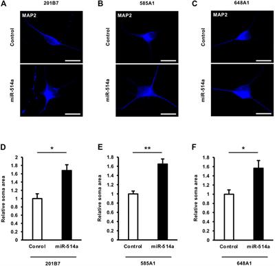 miR-514a promotes neuronal development in human iPSC-derived neurons